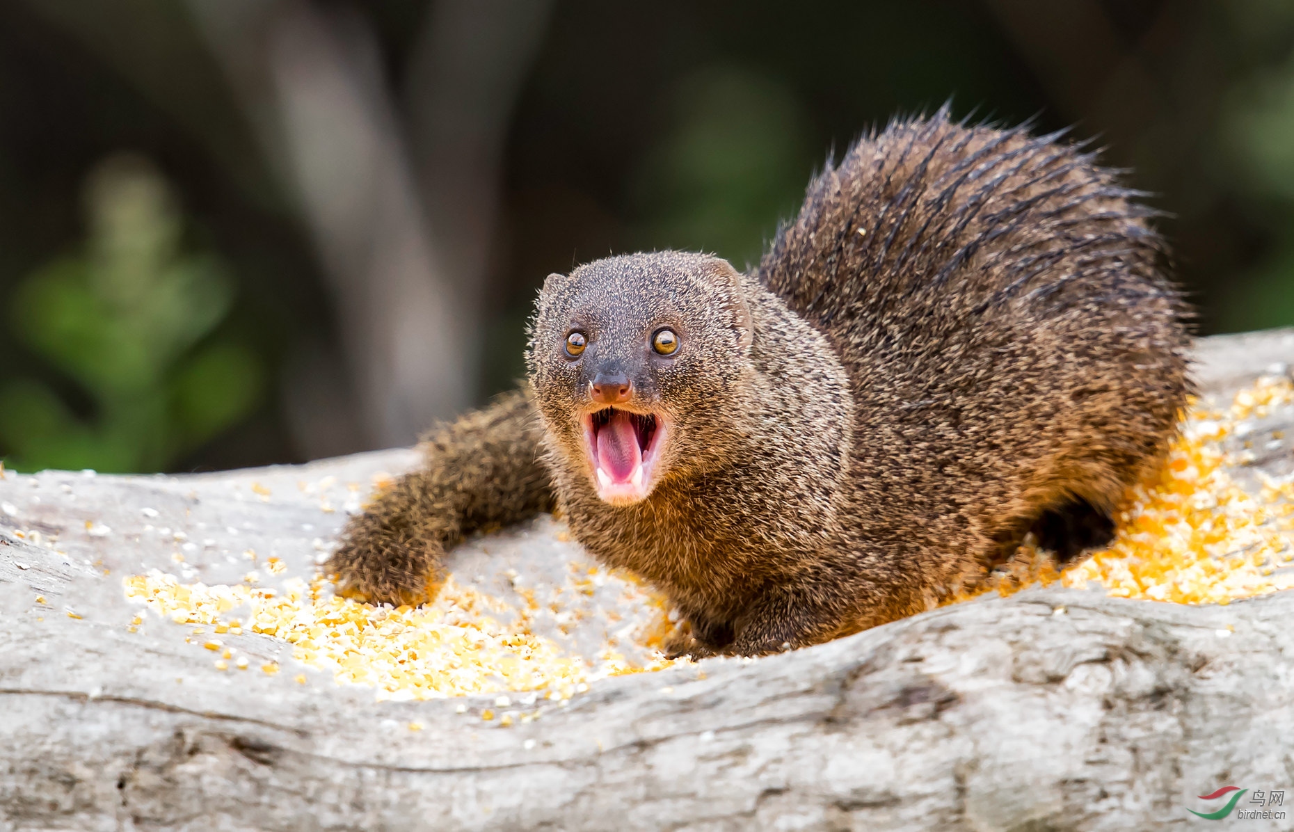 红颊獴--祝贺首页精华!