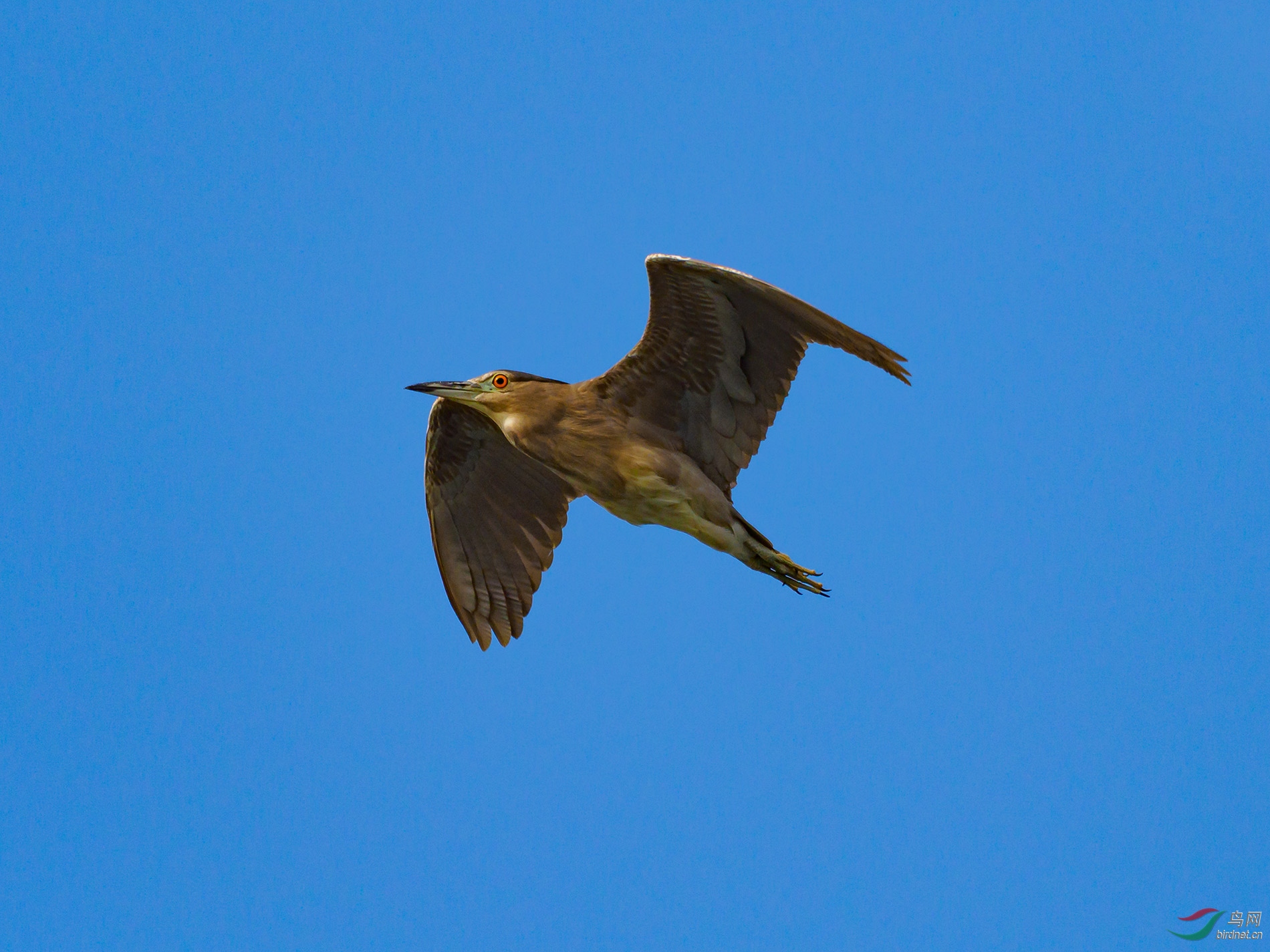 P2140949ac.jpg