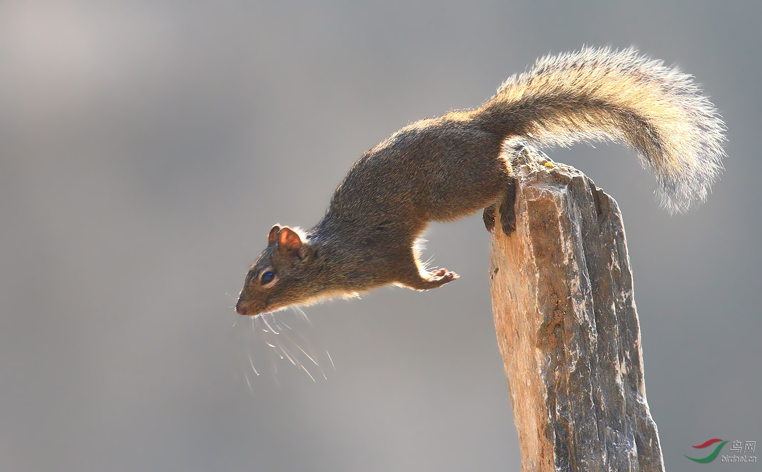 动物跳跃松鼠
