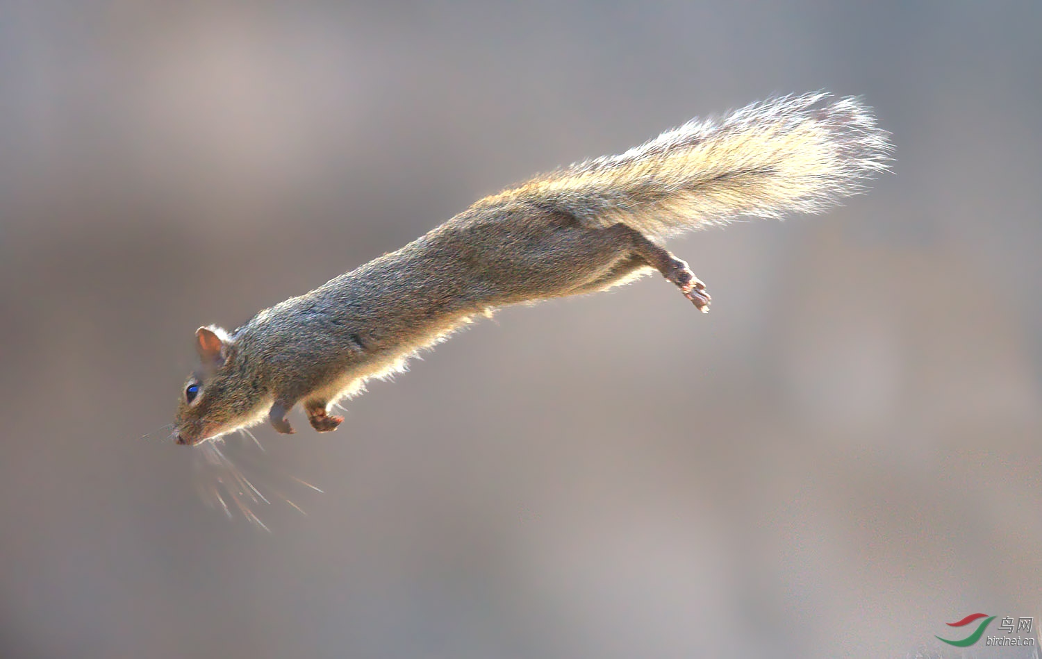 动物跳跃松鼠