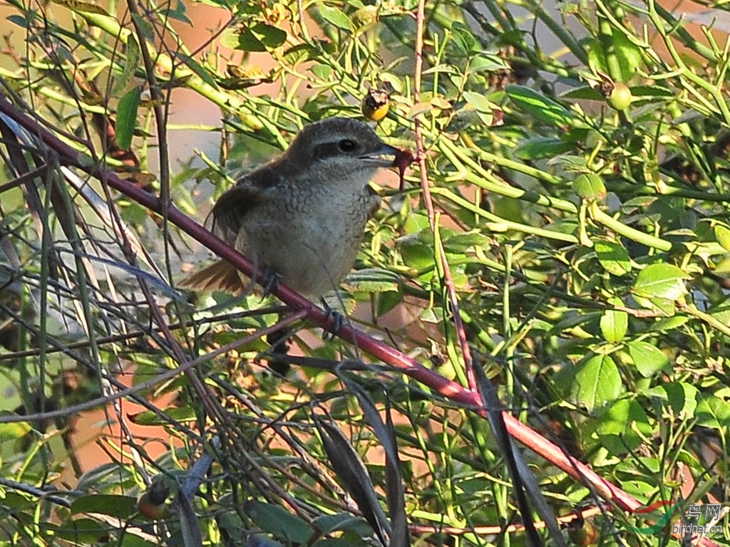 DSC_9475.JPG
