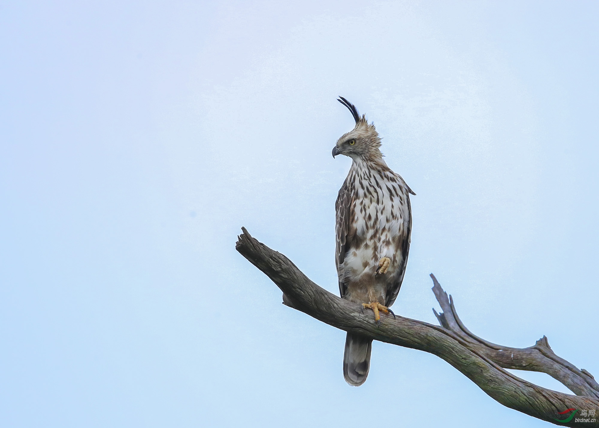 鳳頭鷹鵰