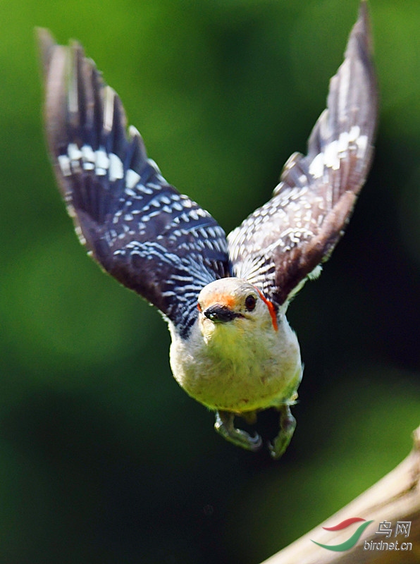 赤腹啄木鸟的雌鸟飞图