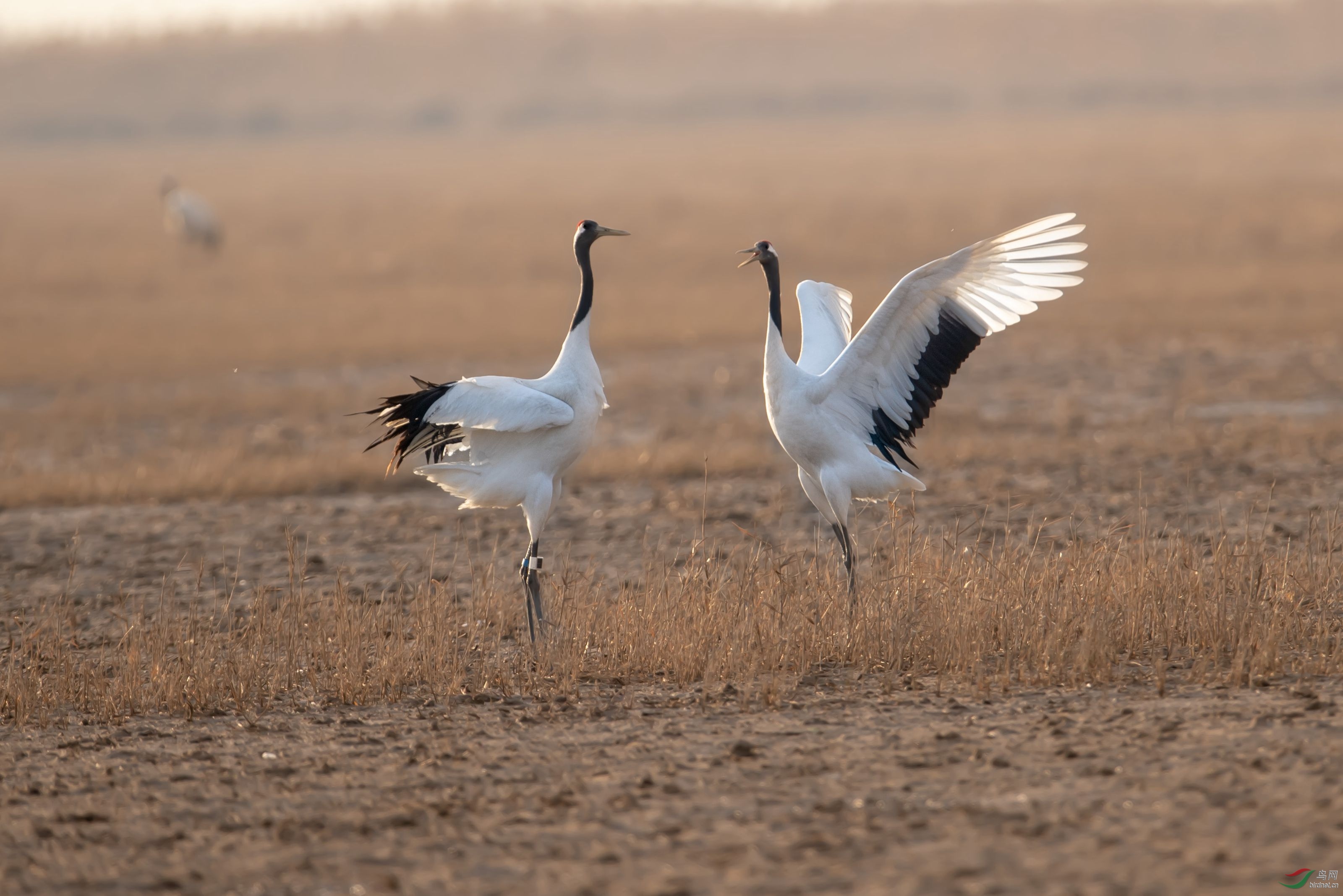 带定位器的丹顶鹤