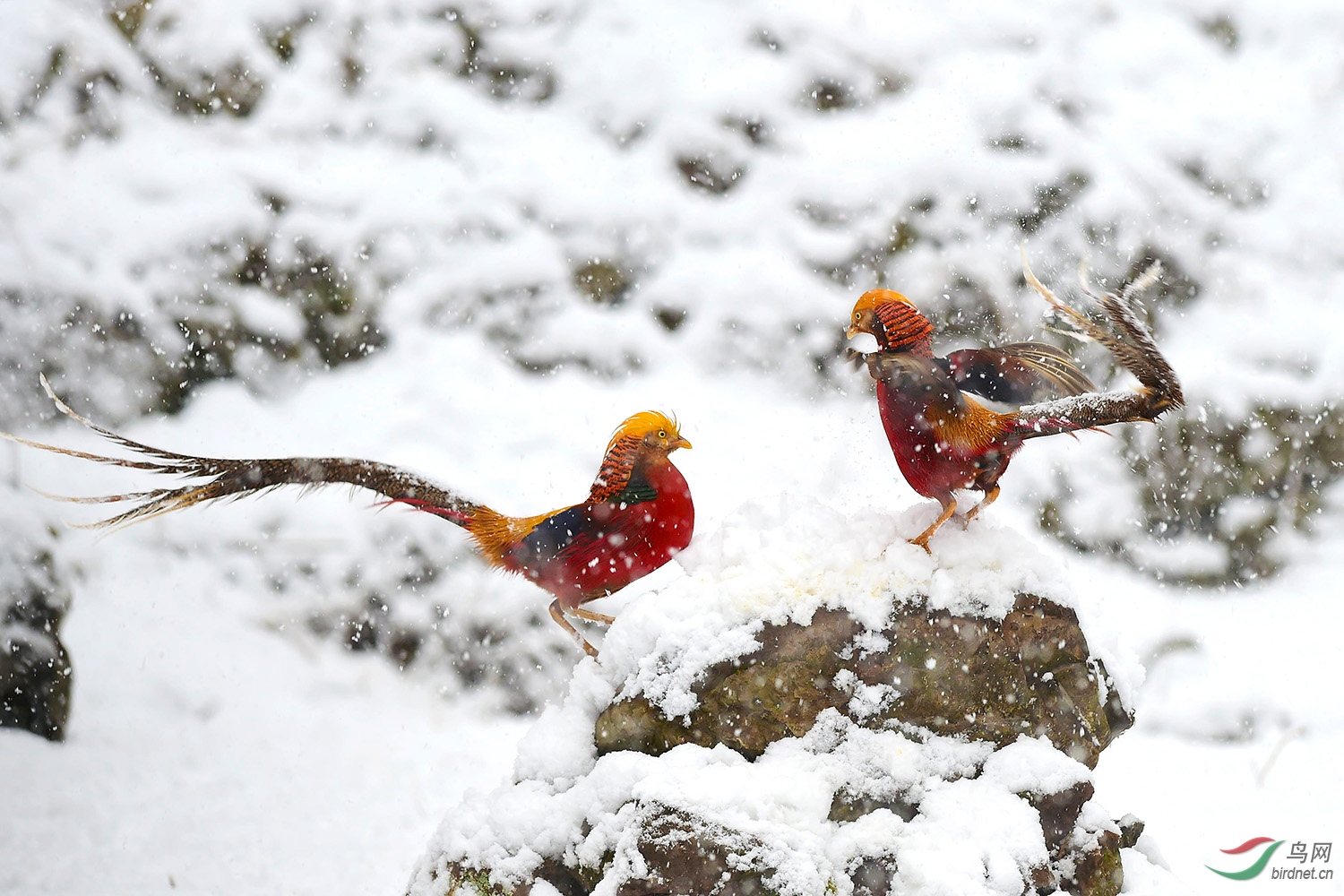 DSC_2469fb.jpg