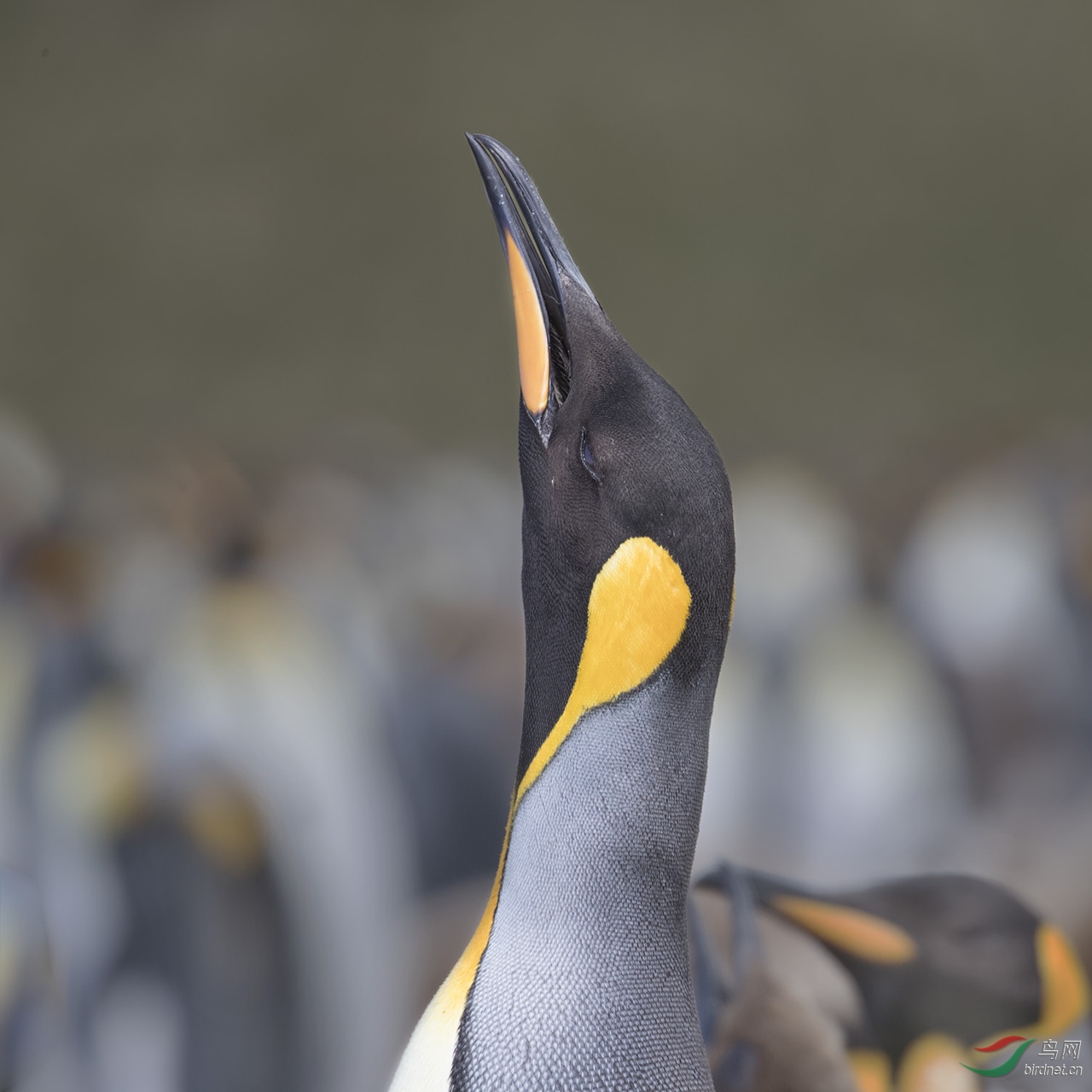 勤劳的王企鹅——祝鸟网的姐妹们节日快乐!