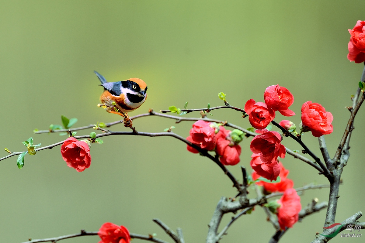 ��ͷ��βɽȸ