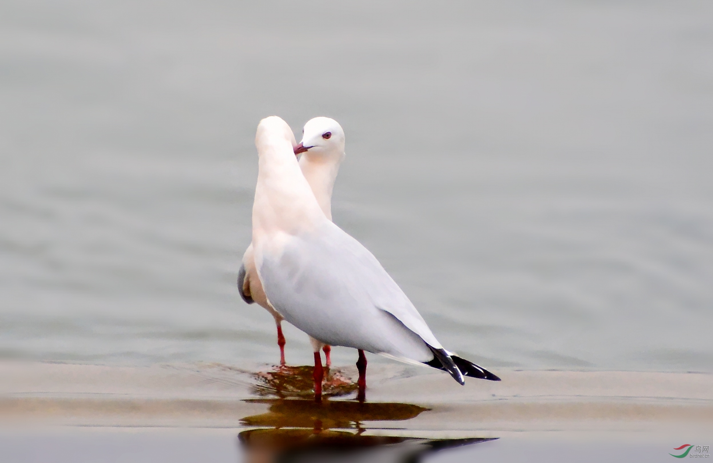 DSC_3970_conew1.jpg