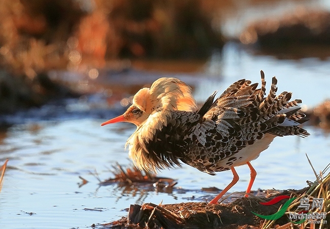 152209pizusjoo4muztqsj.jpg