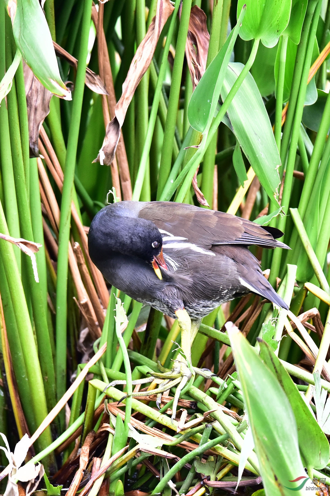 DSC_0195.JPG