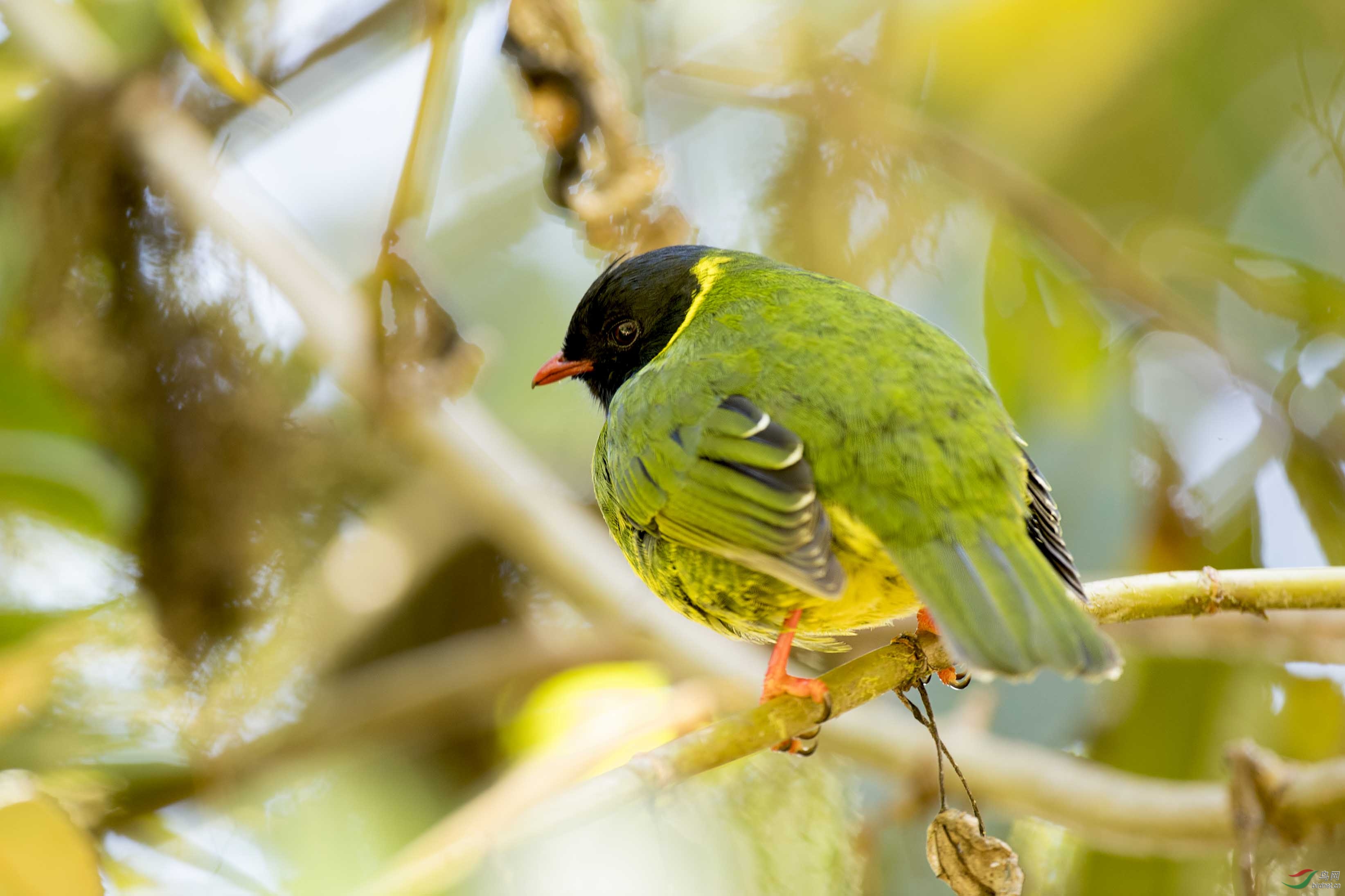 ���̹�ɡ��