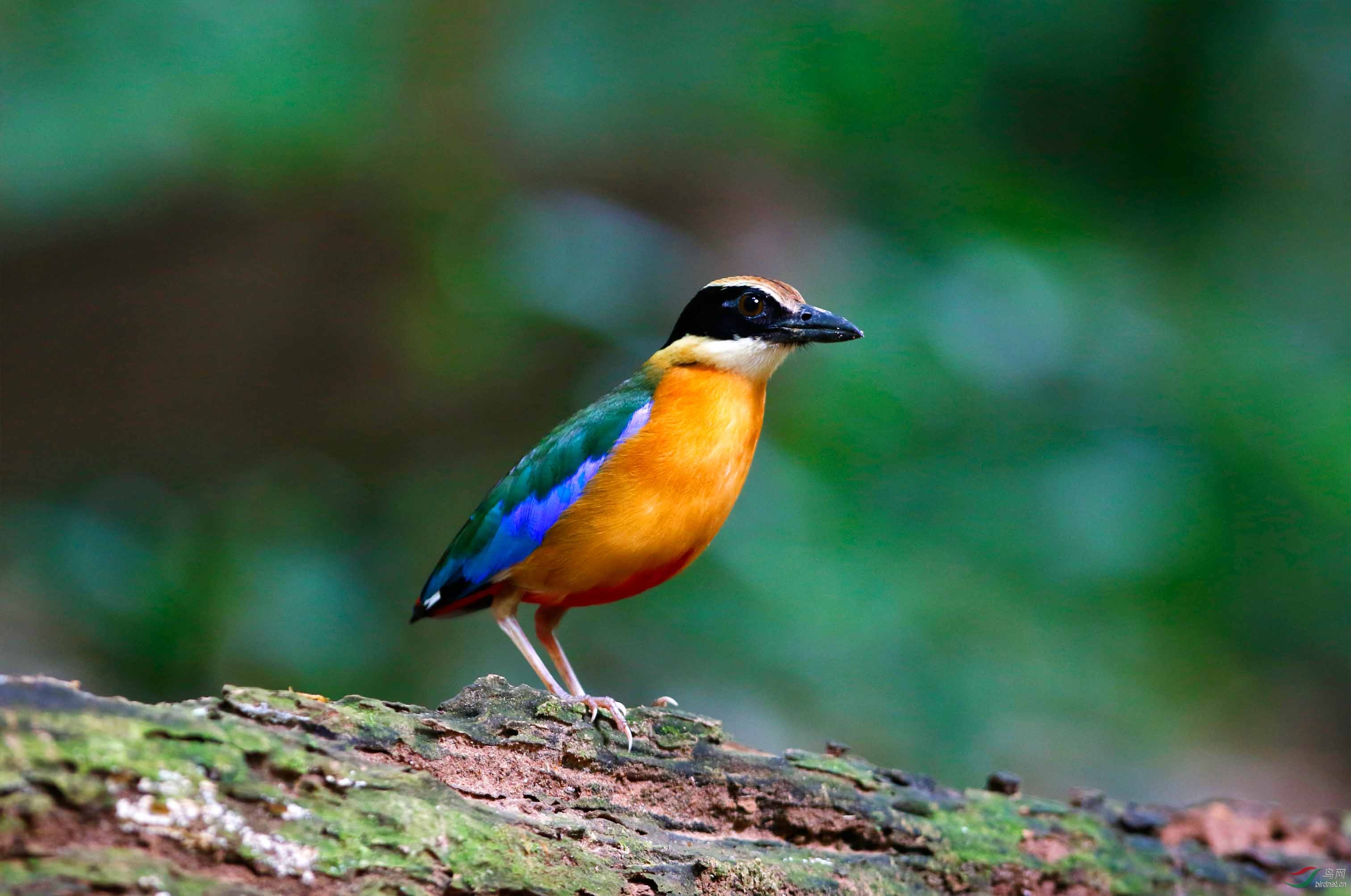 漂亮的印度八色鸫2.jpg