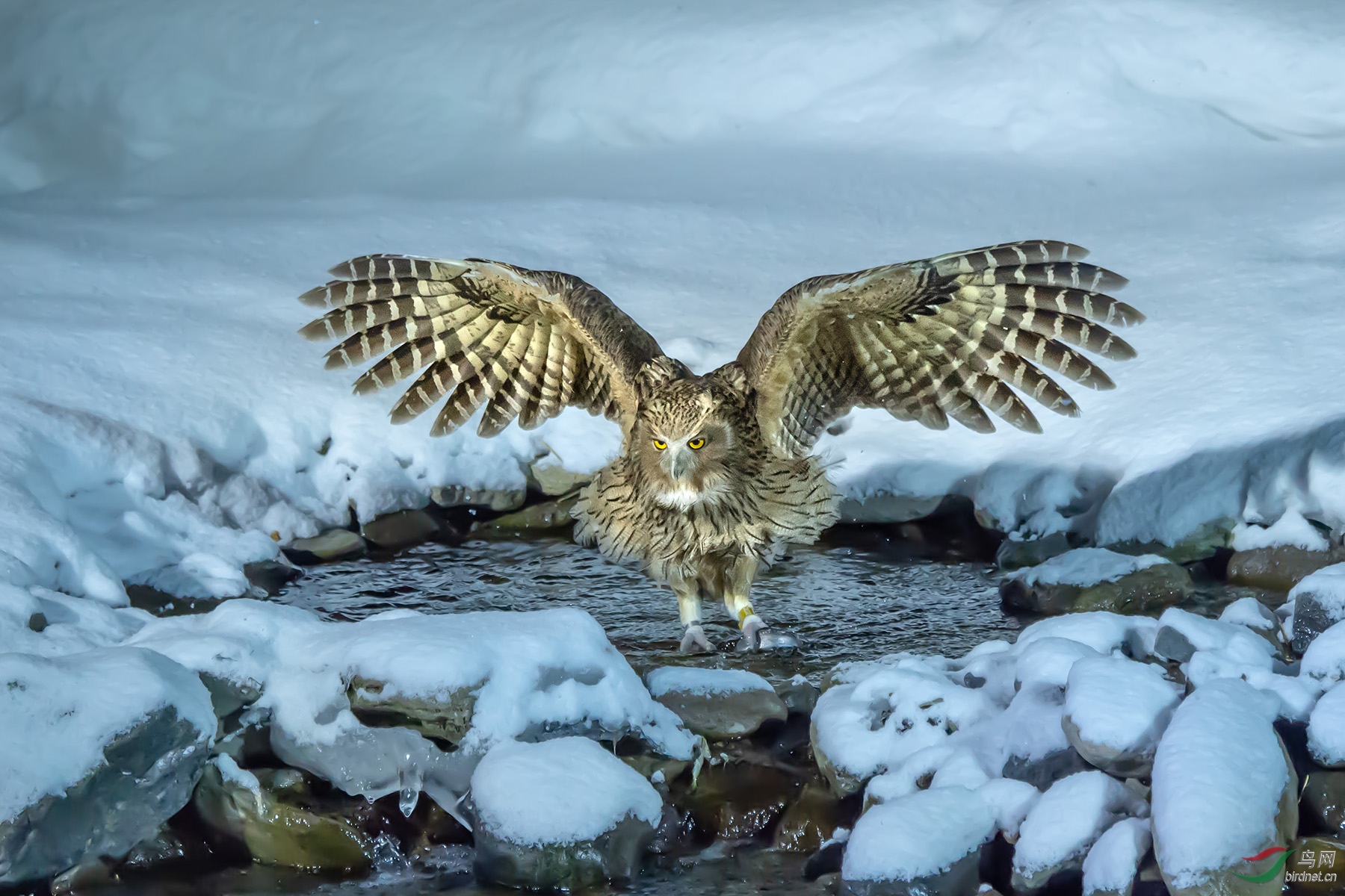 毛腿雕鸮拍摄于日本北海道