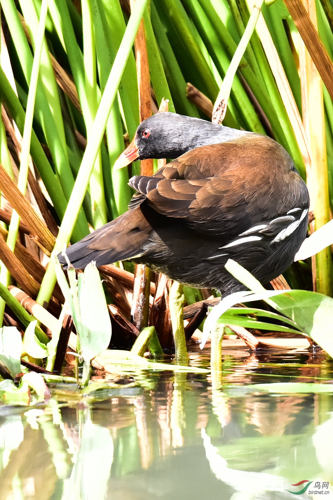 DSC_0217.JPG