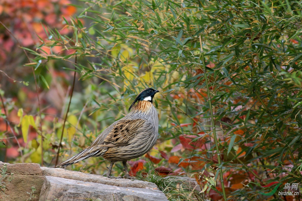 367A4492_����.jpg