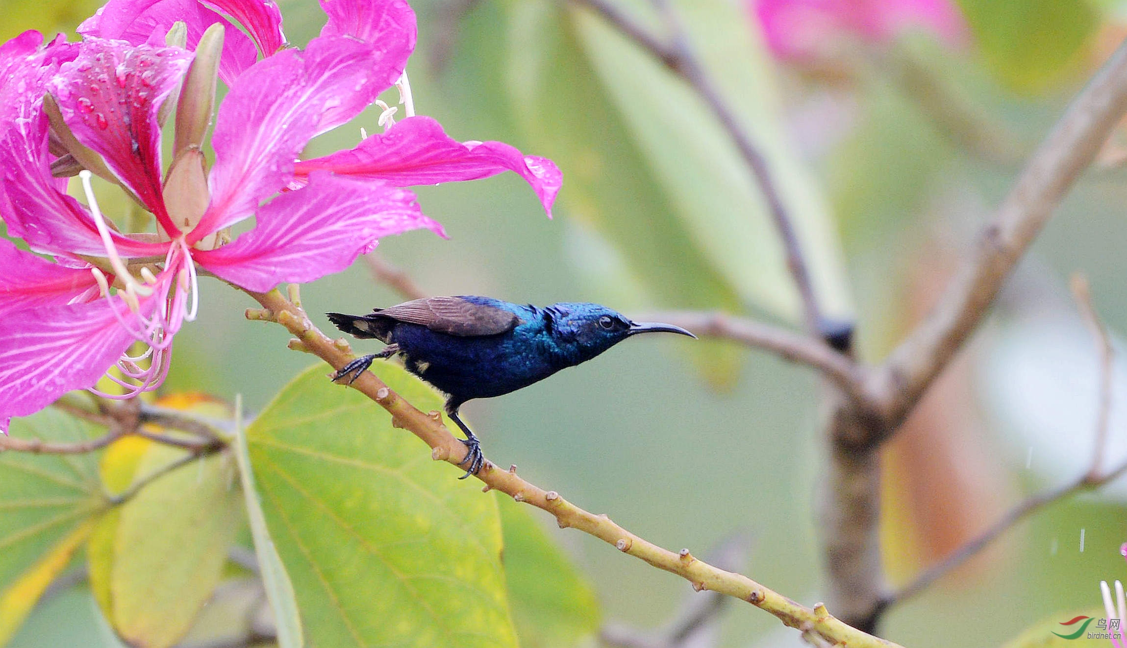 紫色花蜜鸟