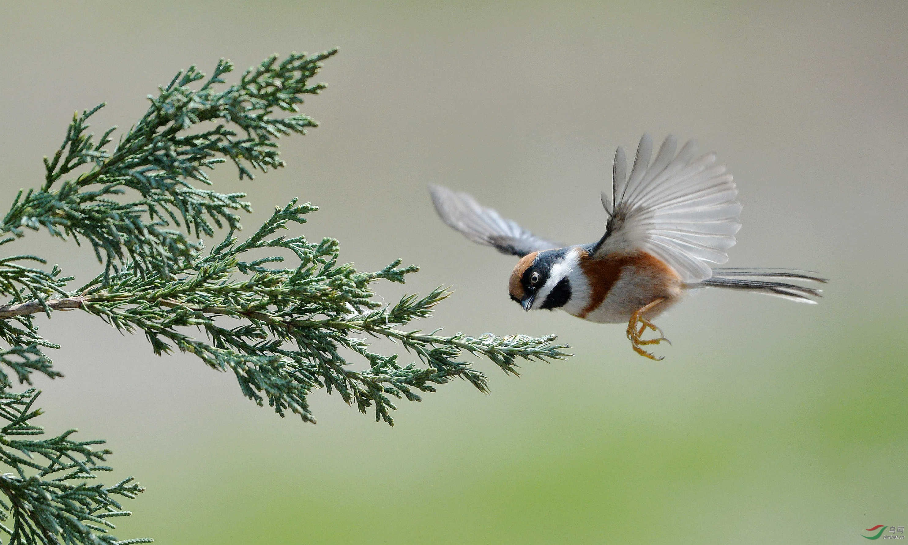 昨天无锡的红头真给力 - 尼康专栏 鸟网
