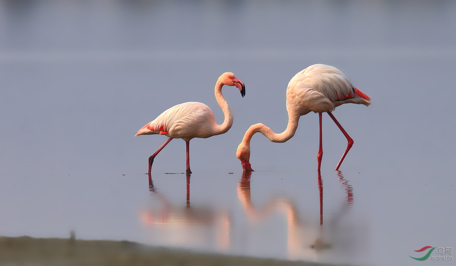 觅食-----火烈鸟