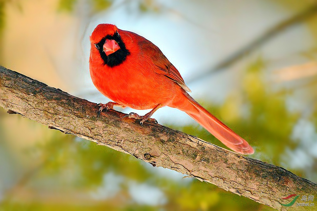 北美红雀中的李逵