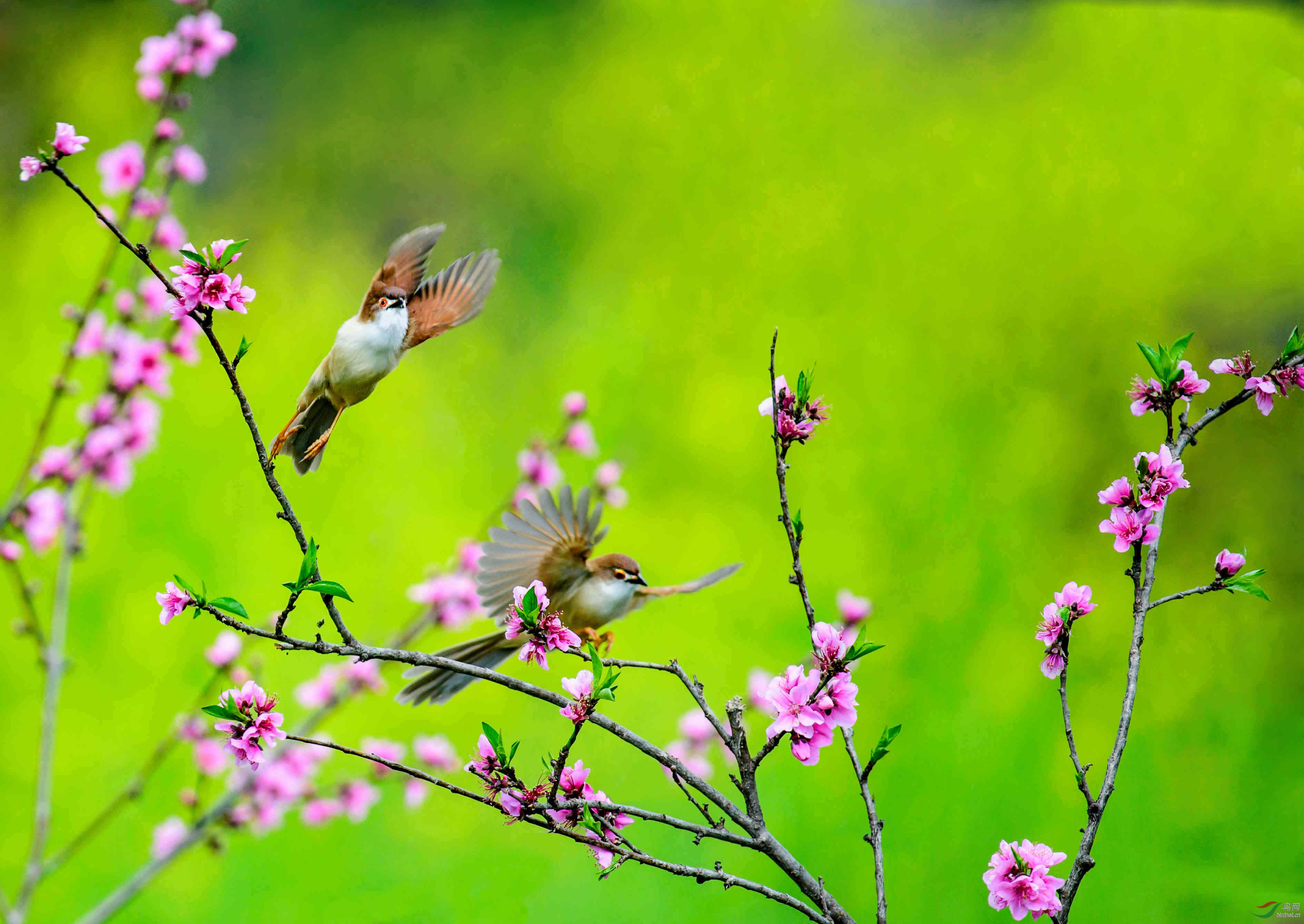 阳春三月桃花开 金眼鹛雀闹春来