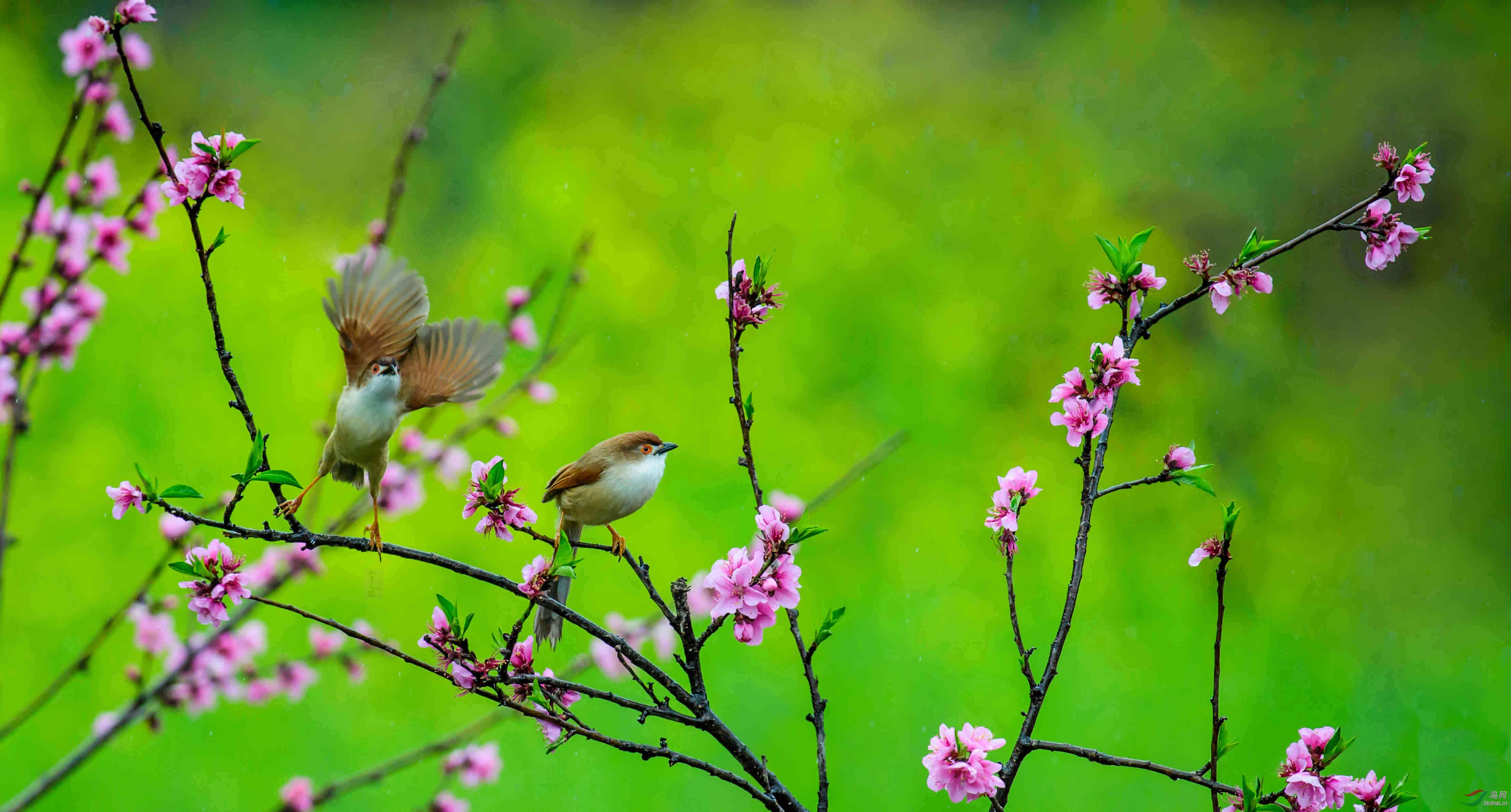 阳春三月桃花开 金眼鹛雀闹春来