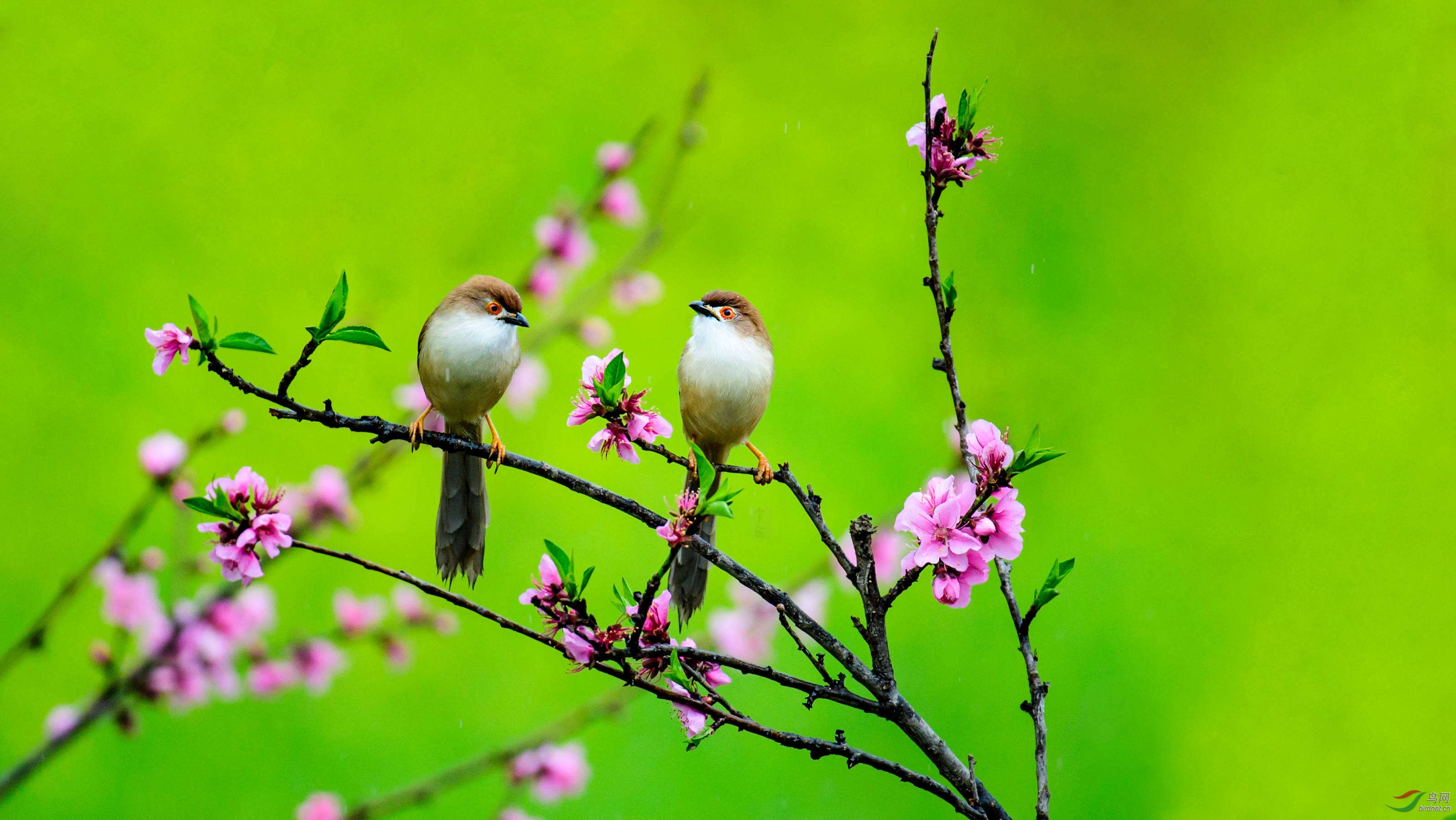 阳春三月桃花开 金眼鹛雀闹春来