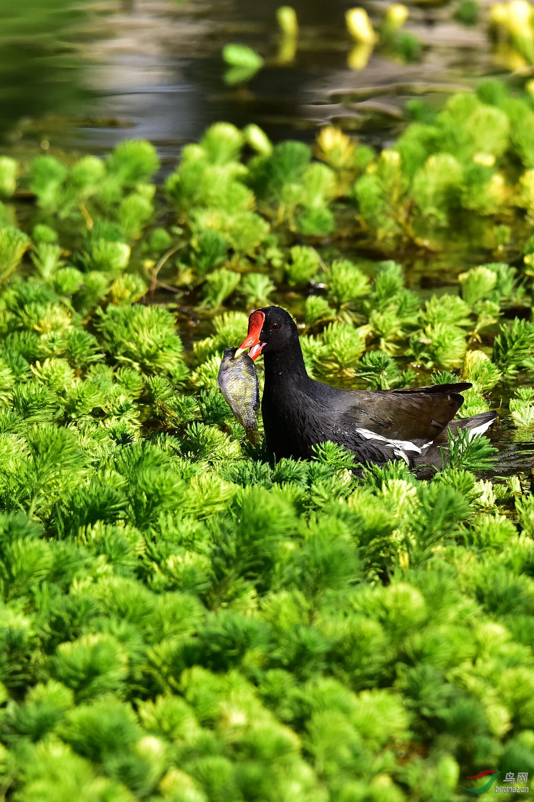 DSC_0242.JPG