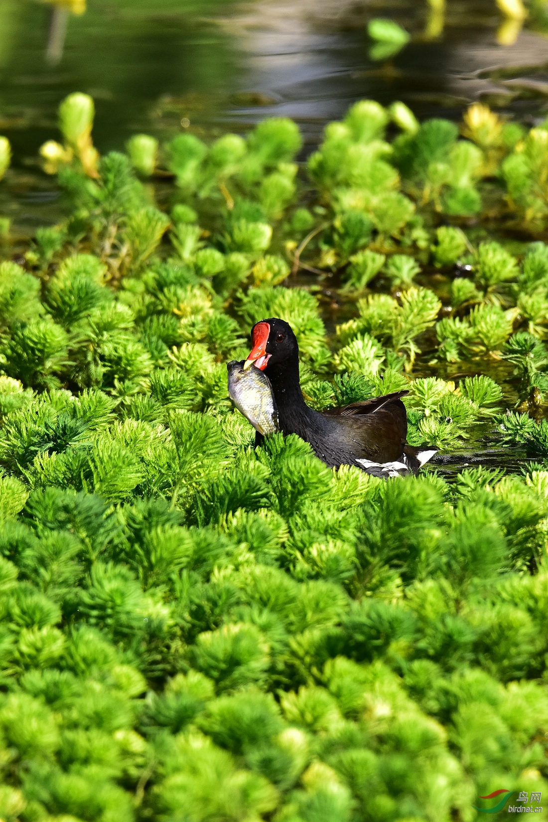 DSC_0245.JPG