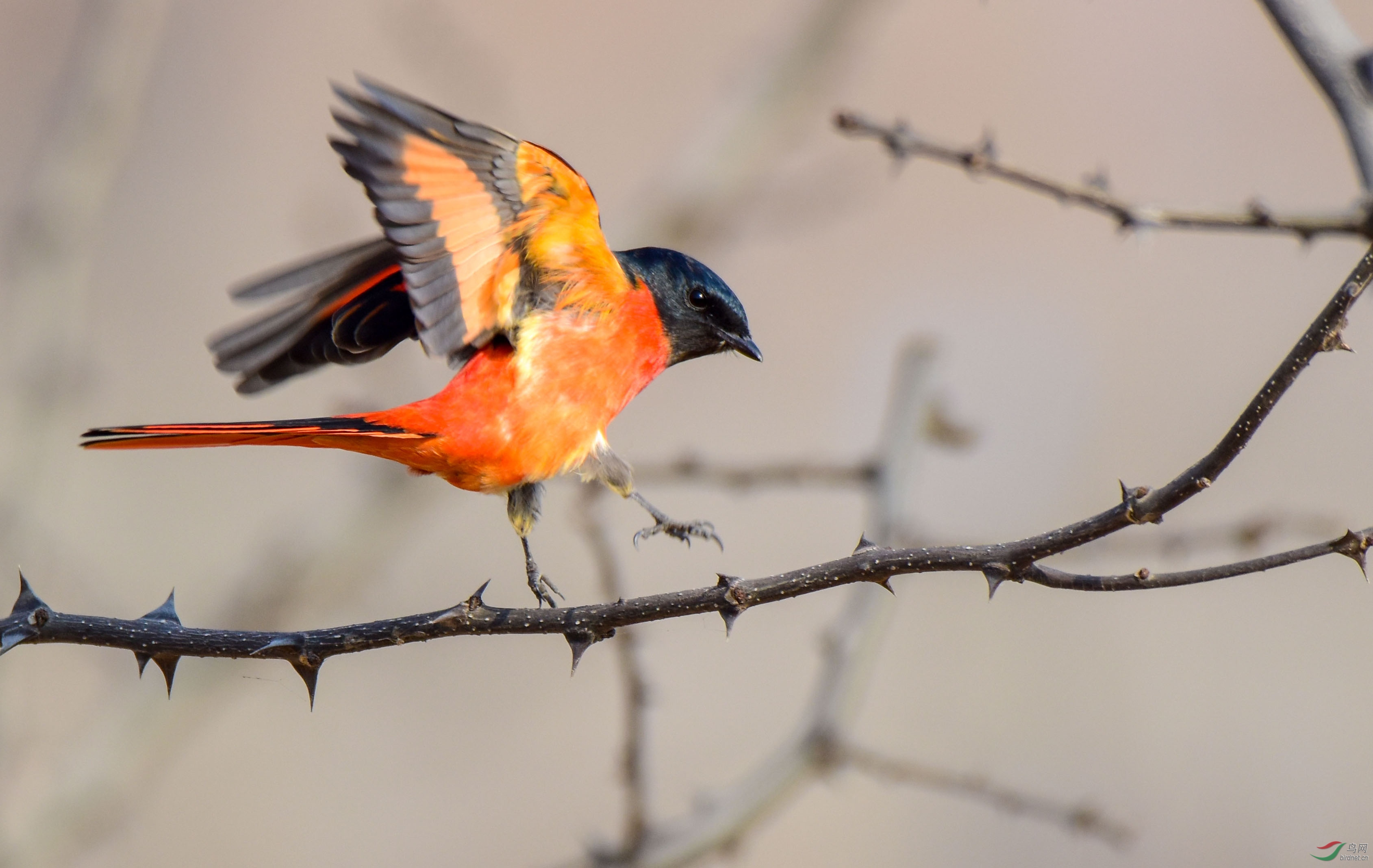 西安本地拍摄野鸟-长尾山椒鸟
