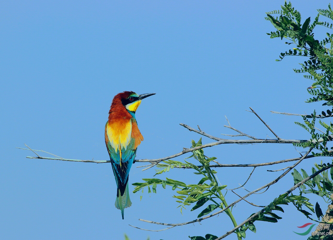 黄喉蜂虎-双休日快乐(祝贺荣获首页鸟类精华)