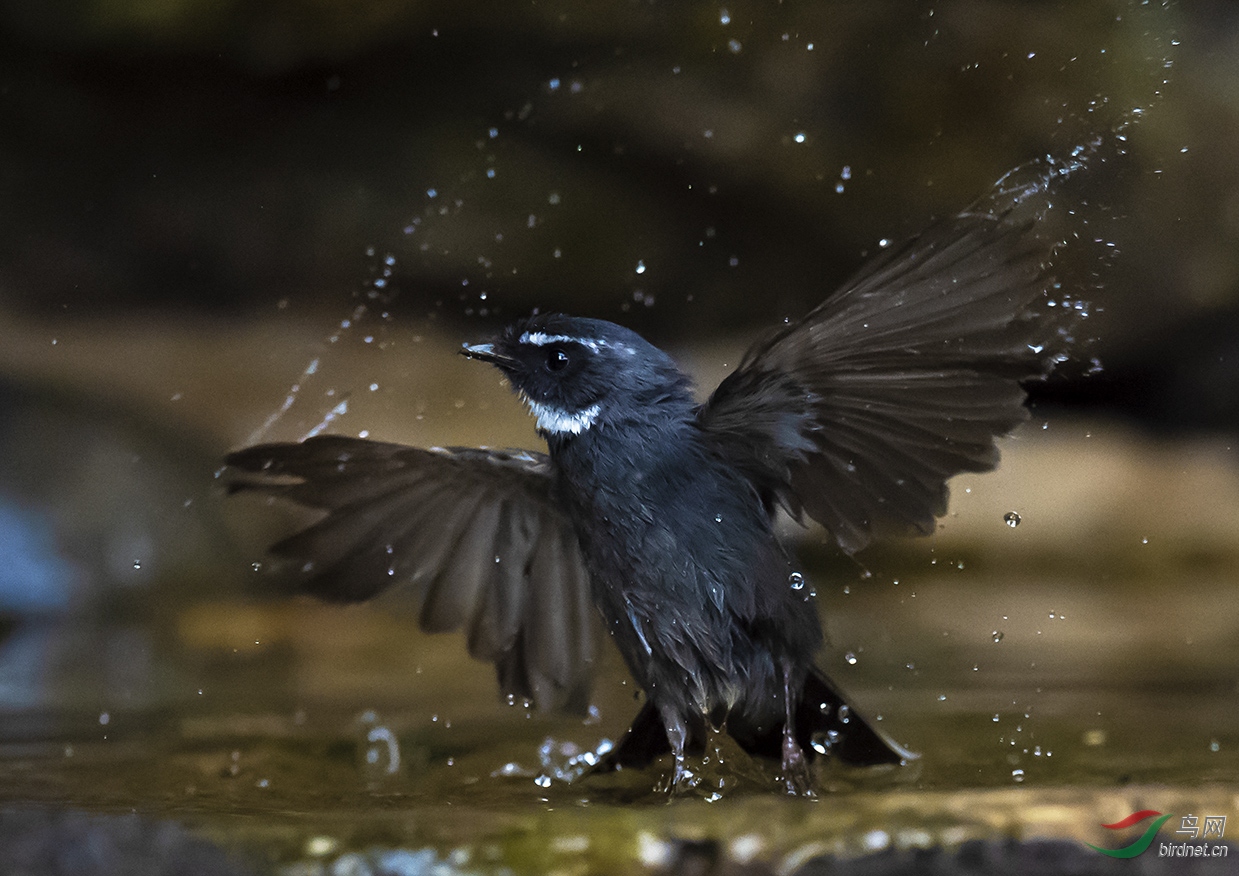 ���������ϰٻ��롣