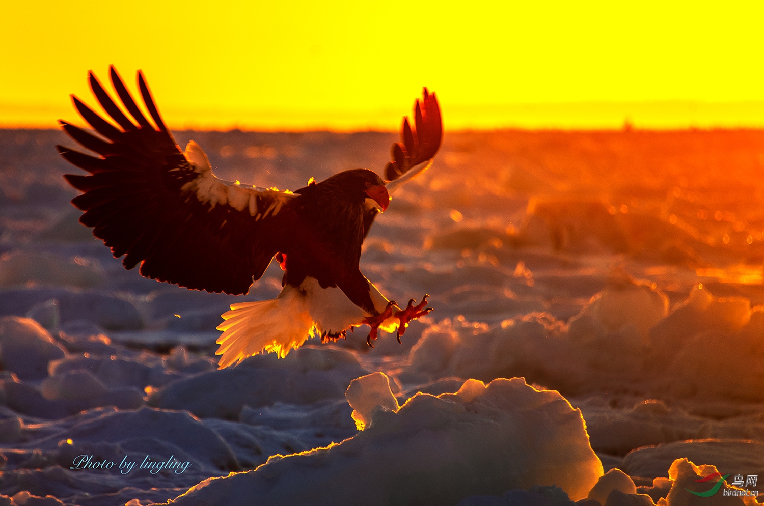 DSC_1731-w.jpg