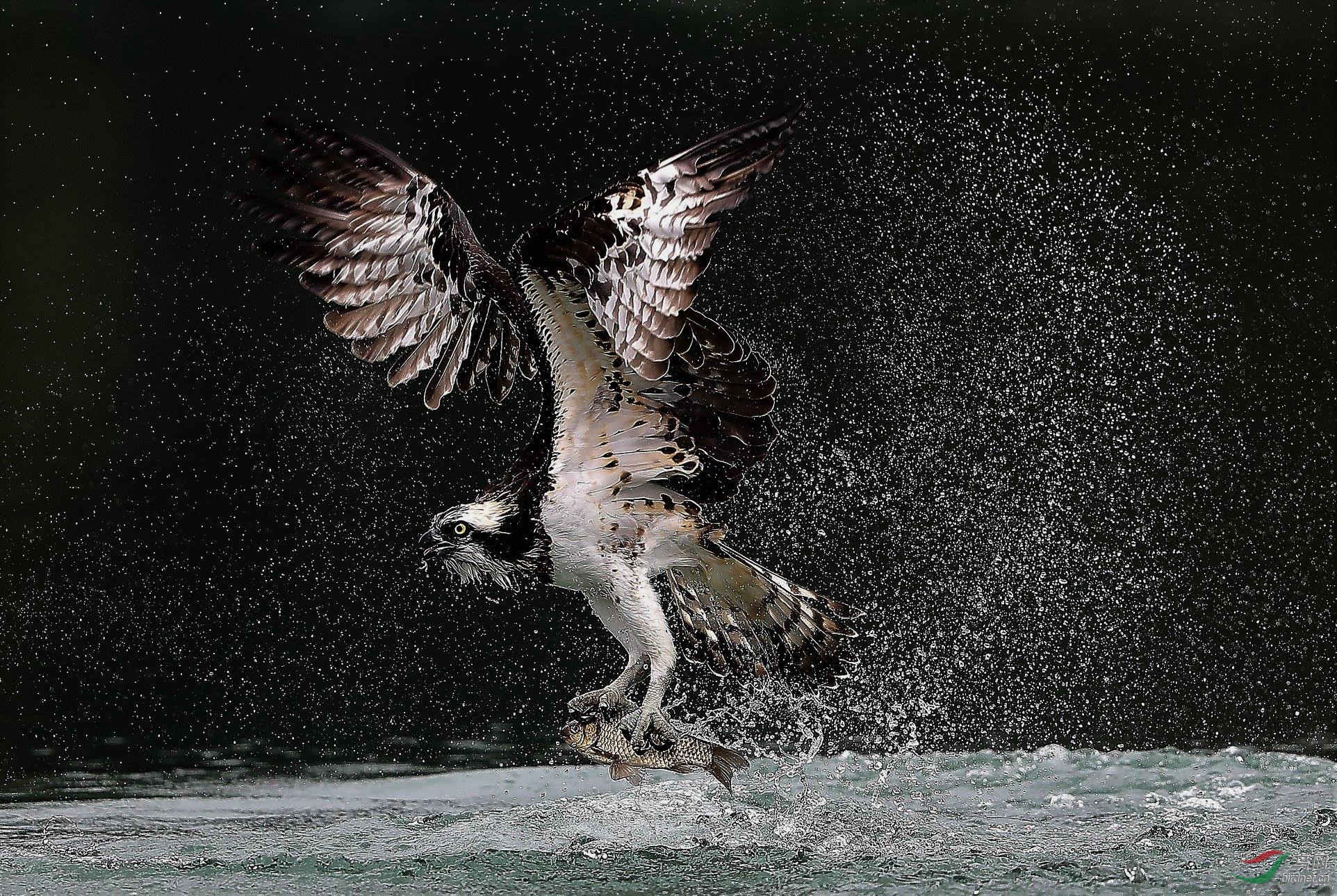 渔鹰- 猛禽版 鸟网