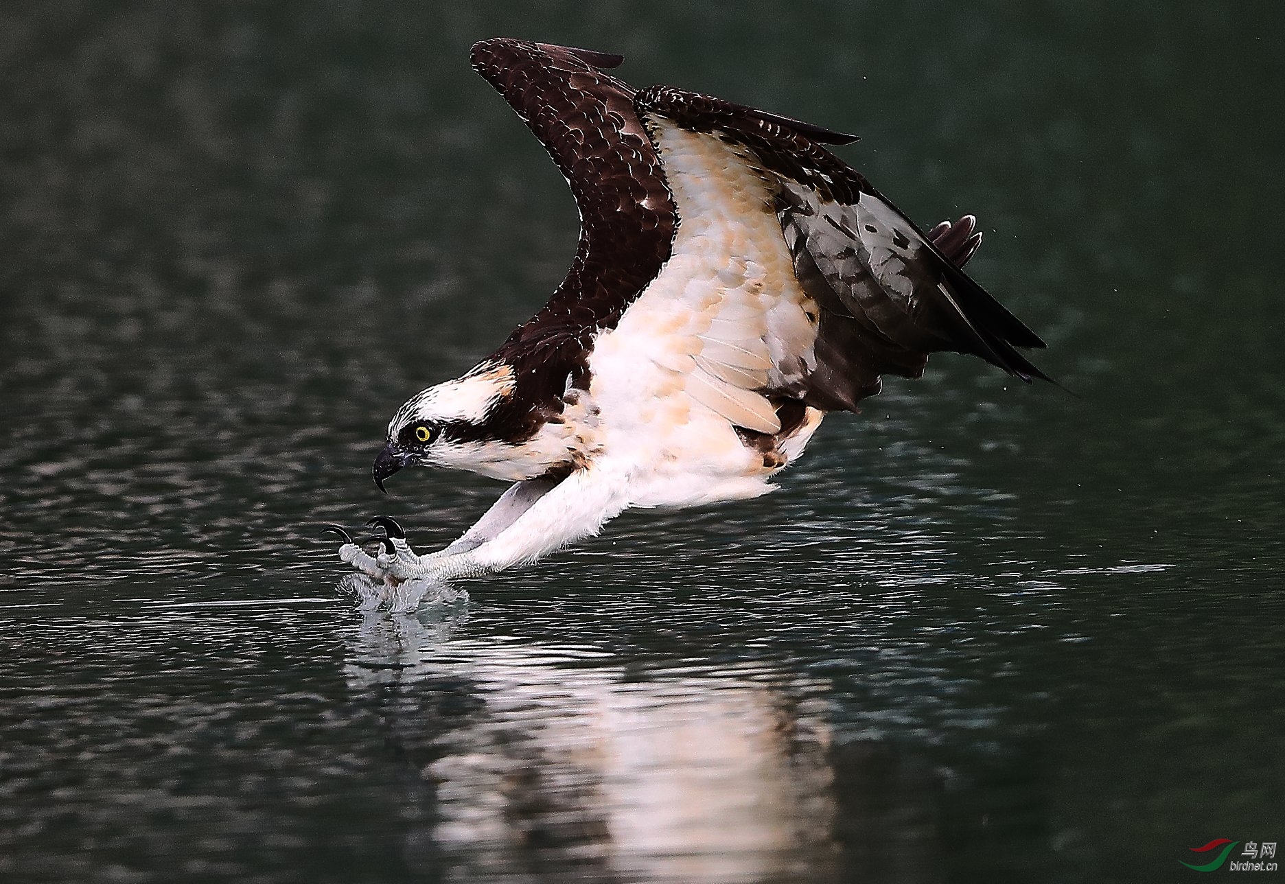 渔鹰- 猛禽版 鸟网