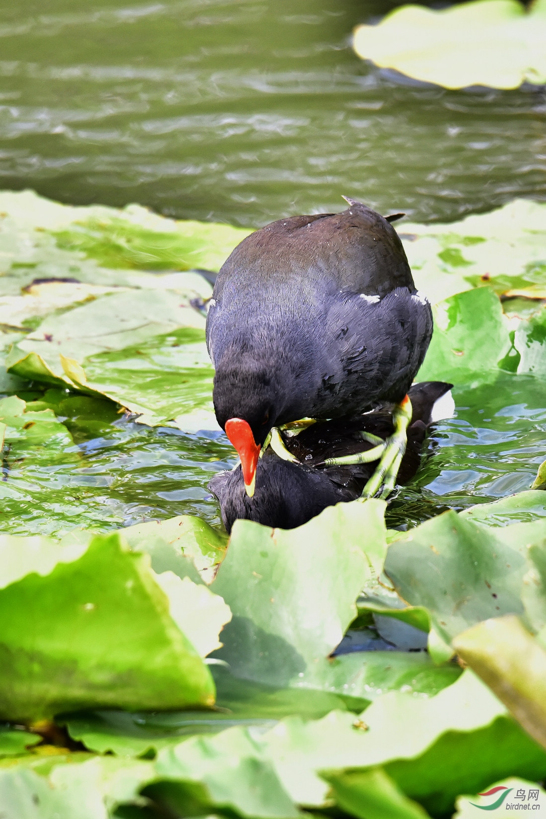 DSC_0299.JPG