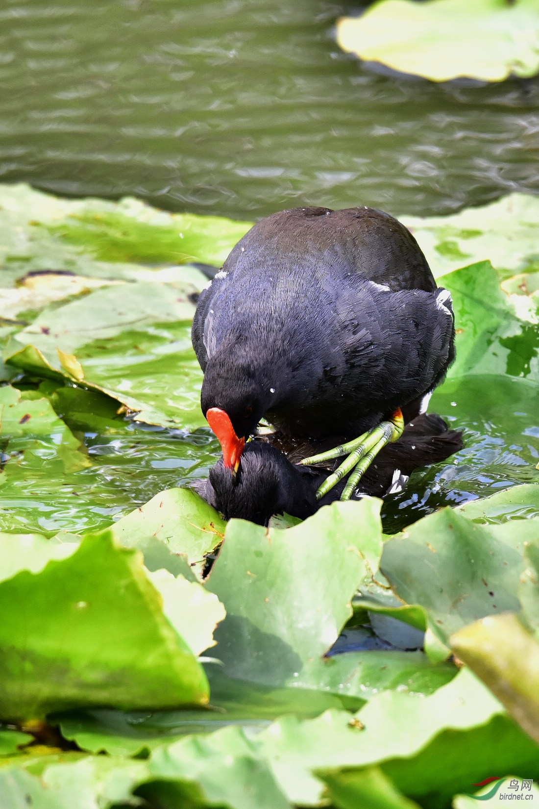 DSC_0305.JPG