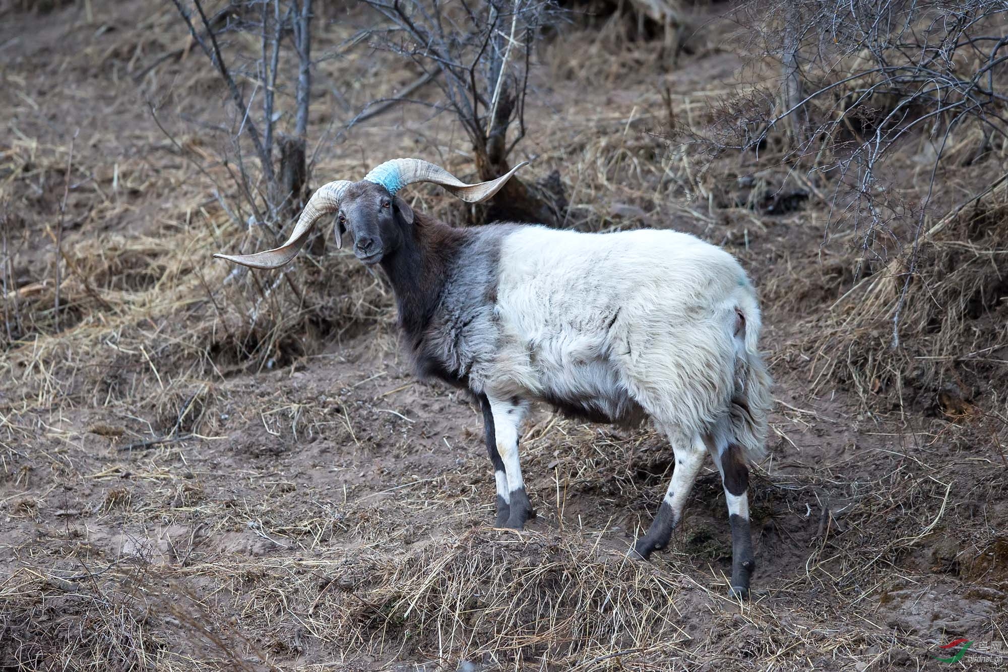 高原长角山羊