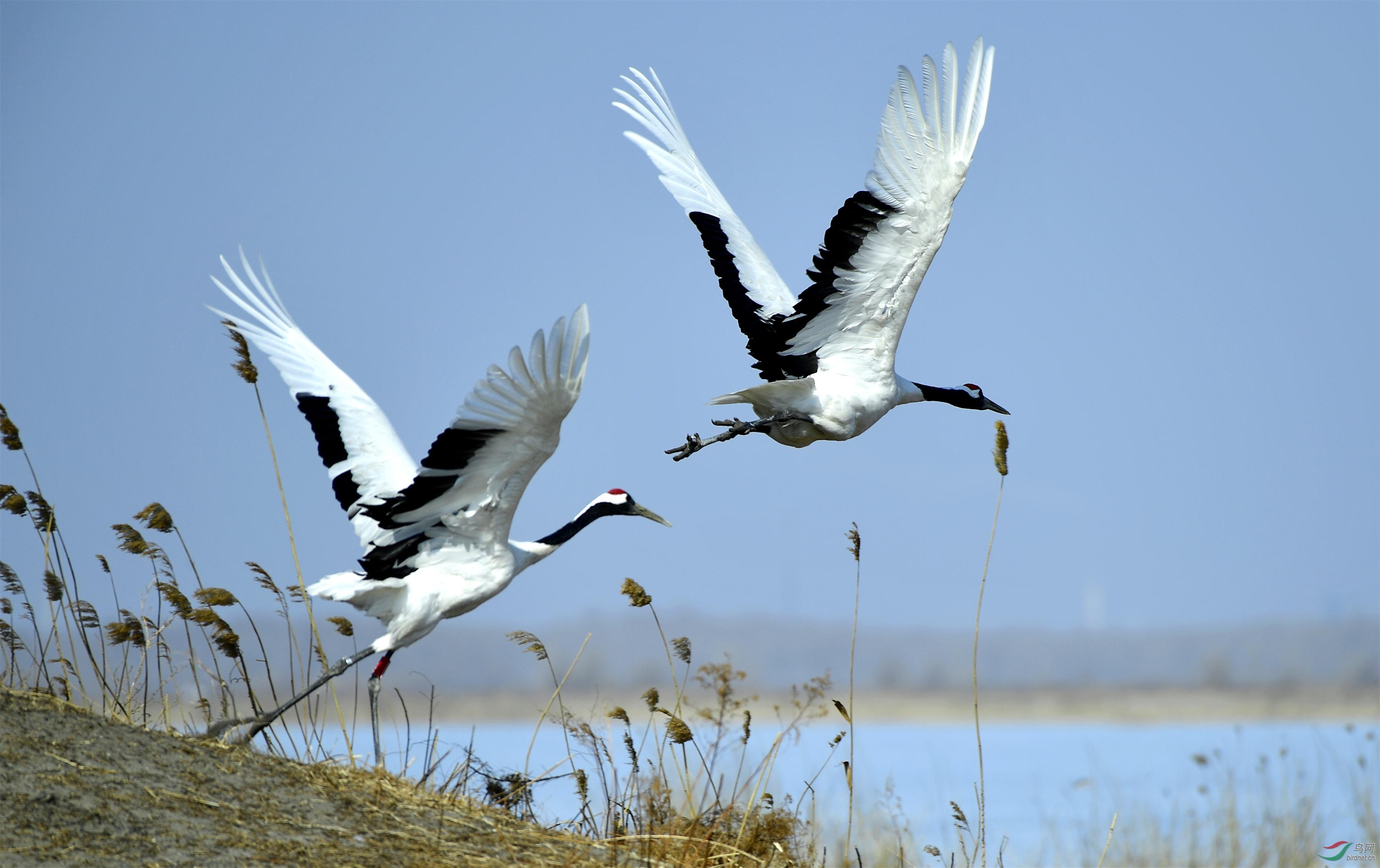 丹顶鹤 - 西藏版 xizang 鸟网
