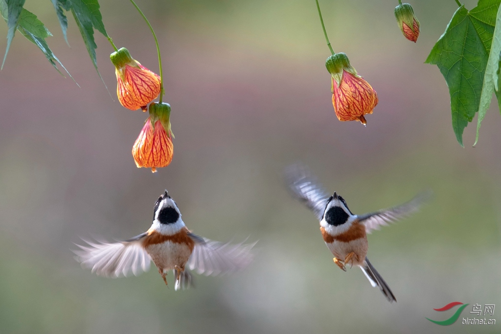 红头双飞揺风铃