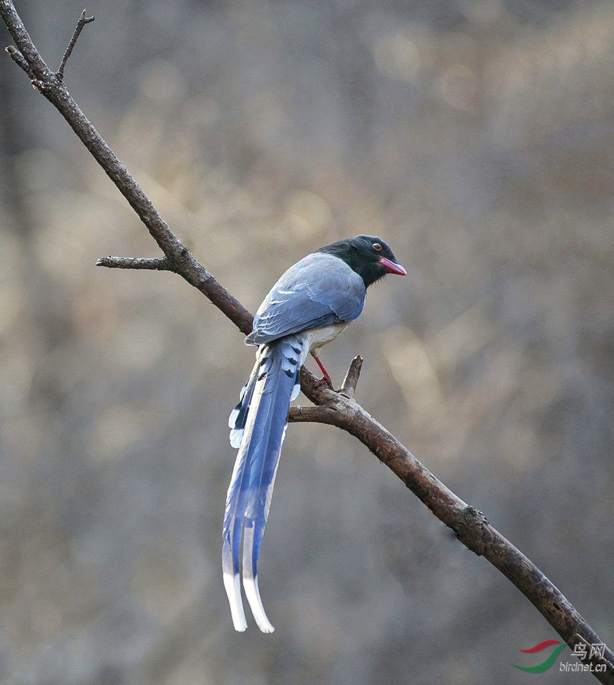红嘴蓝鹊
