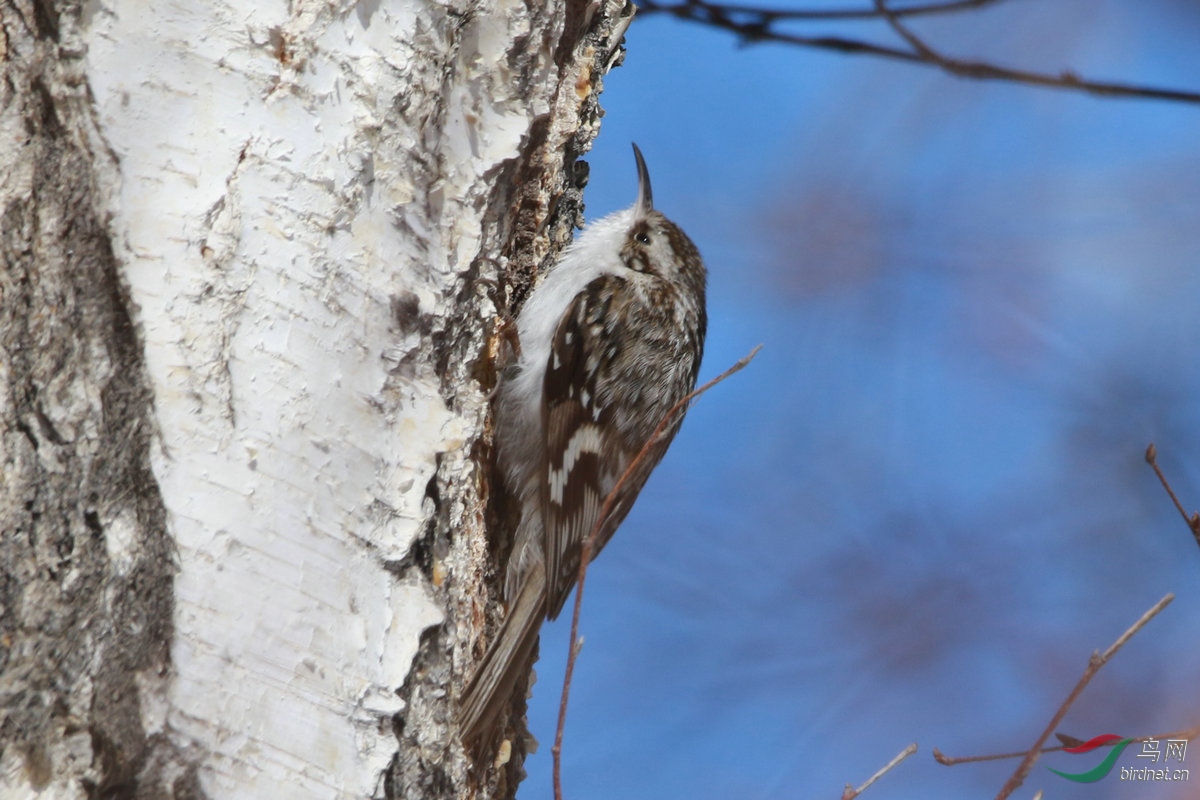 ����ͨ䴓��