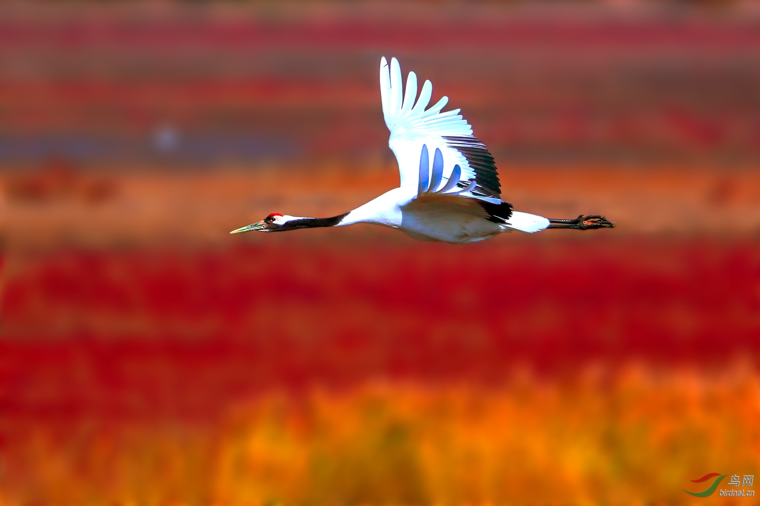 红海滩飞鹤