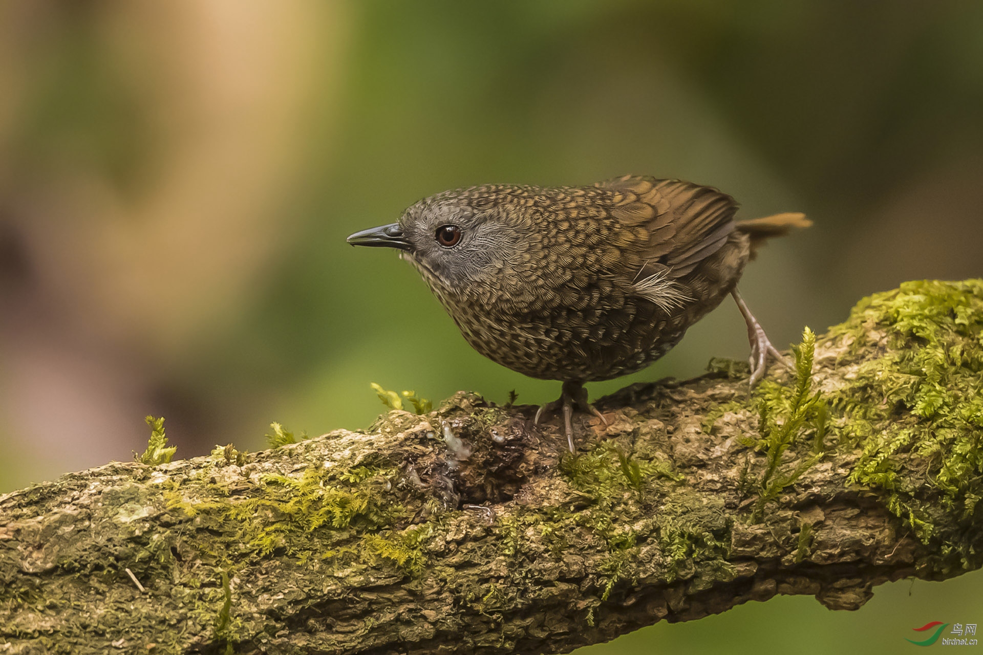 百花岭新鸟种长尾鹩鹛