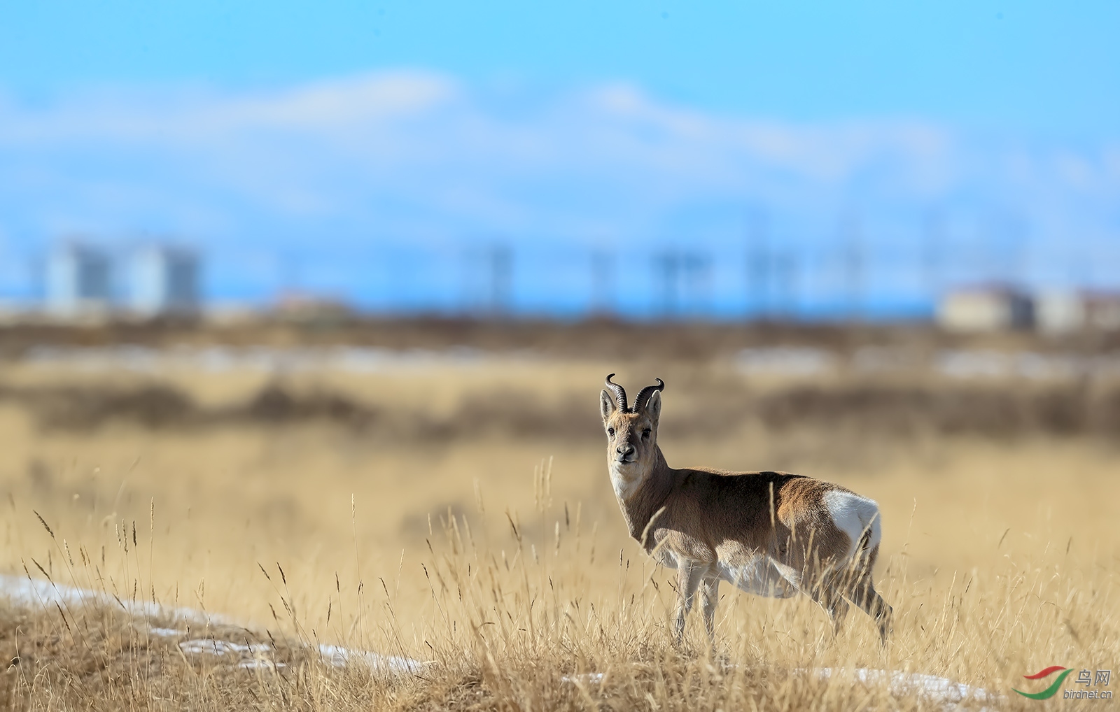普氏原羚【荣获首页动物精华】