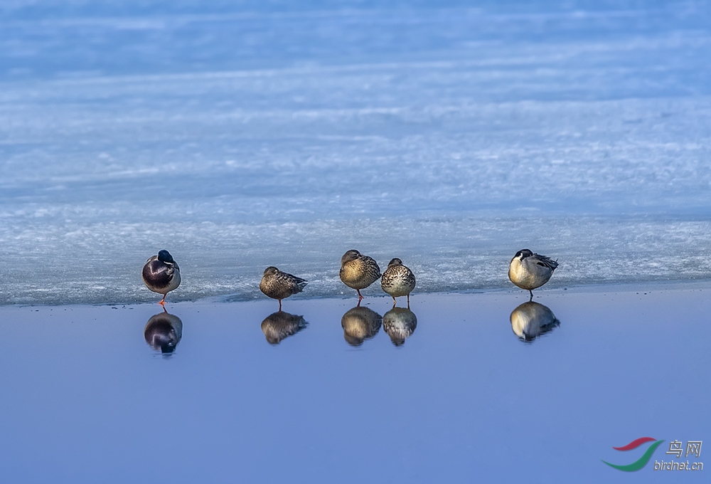 蓝色音符 - 水鸟版 鸟网