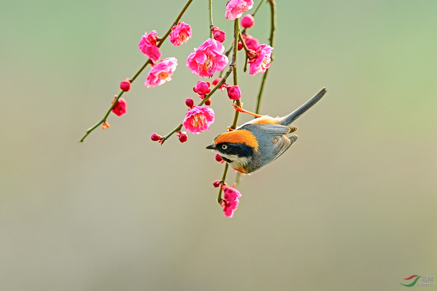 AK8I0047  02_����.jpg