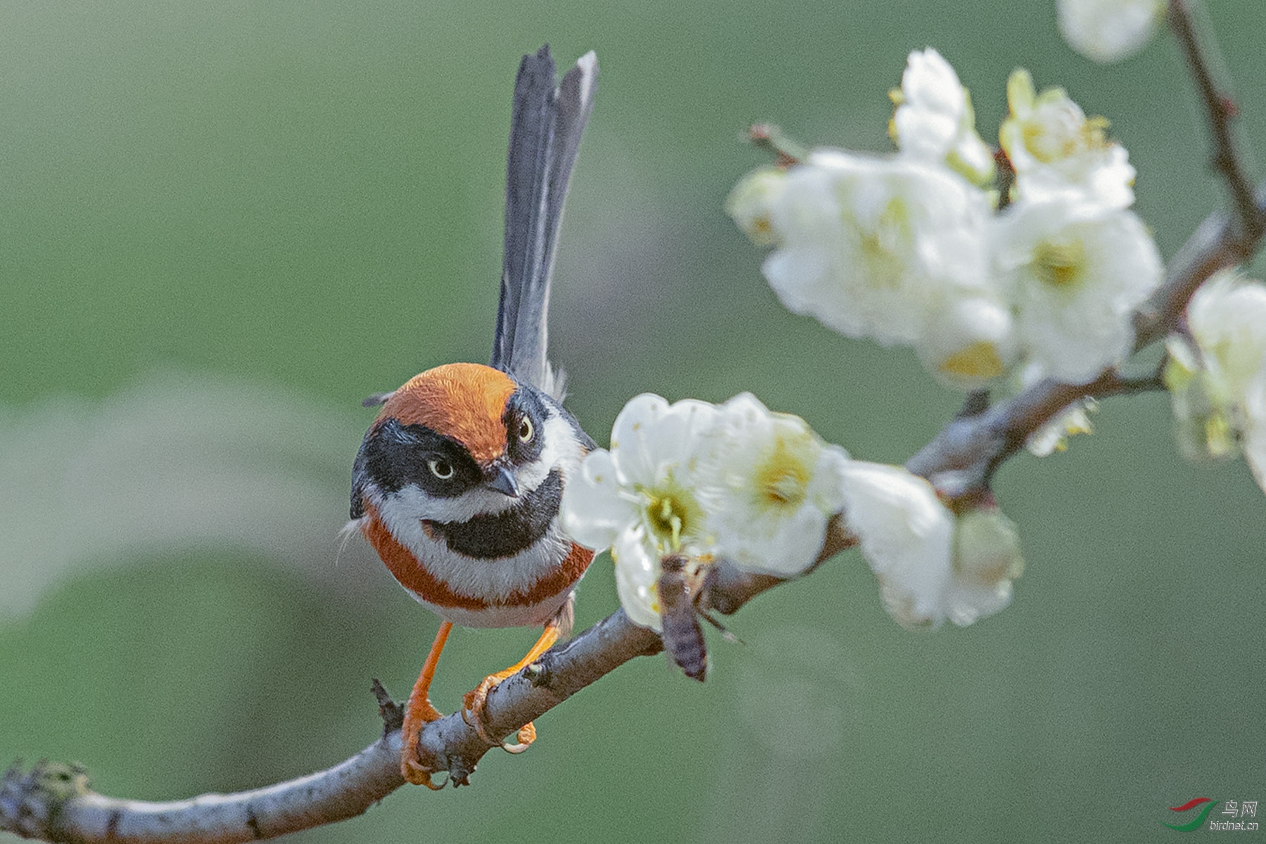 AK8I9531 02_����.jpg