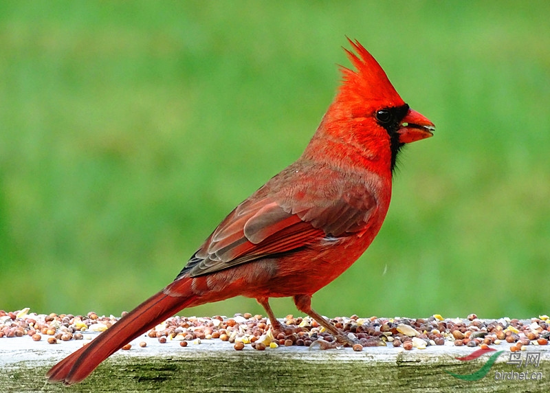 北美红鸟cardinal雄鸟