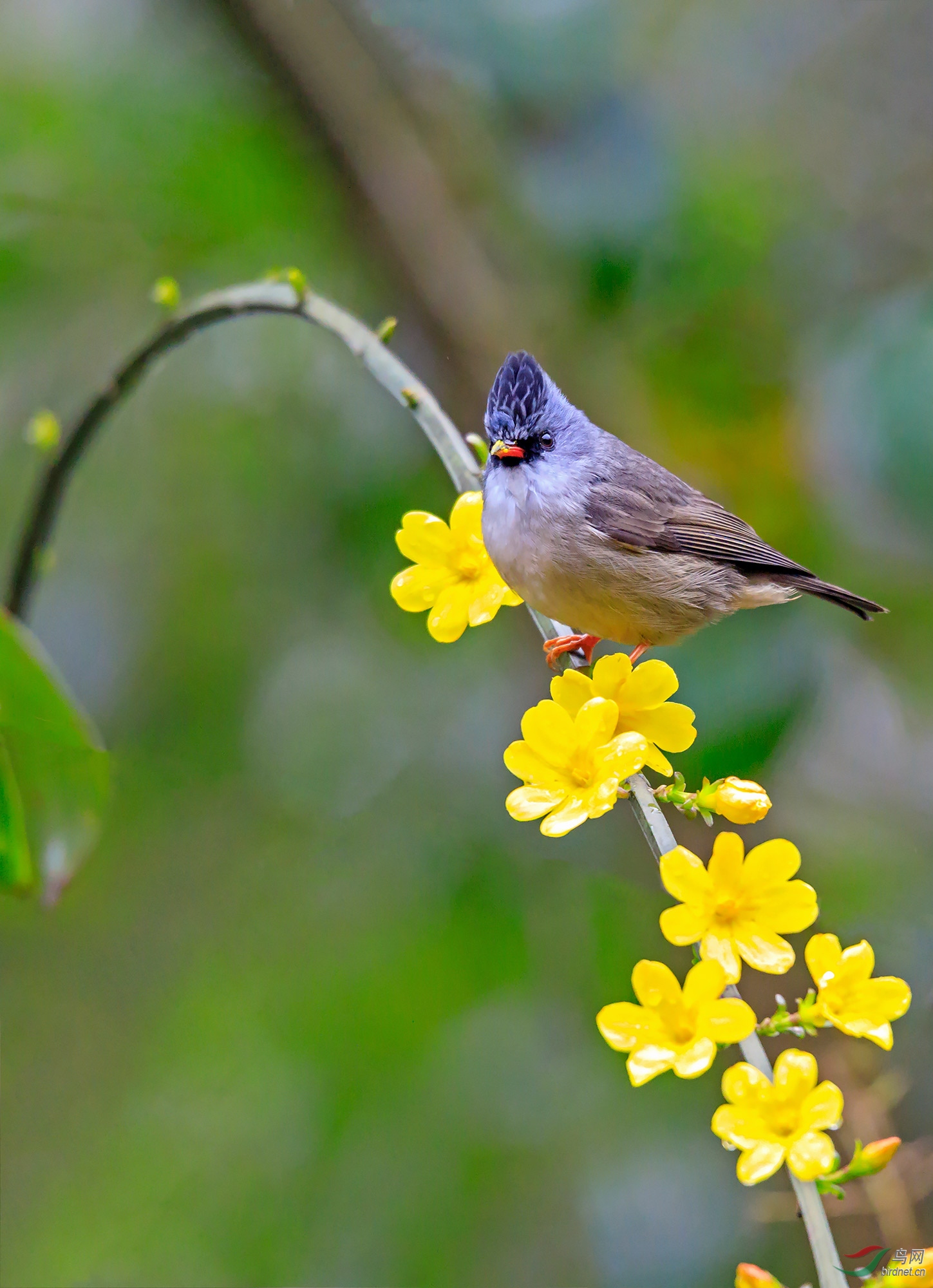 站迎春花(黑额凤鹛)