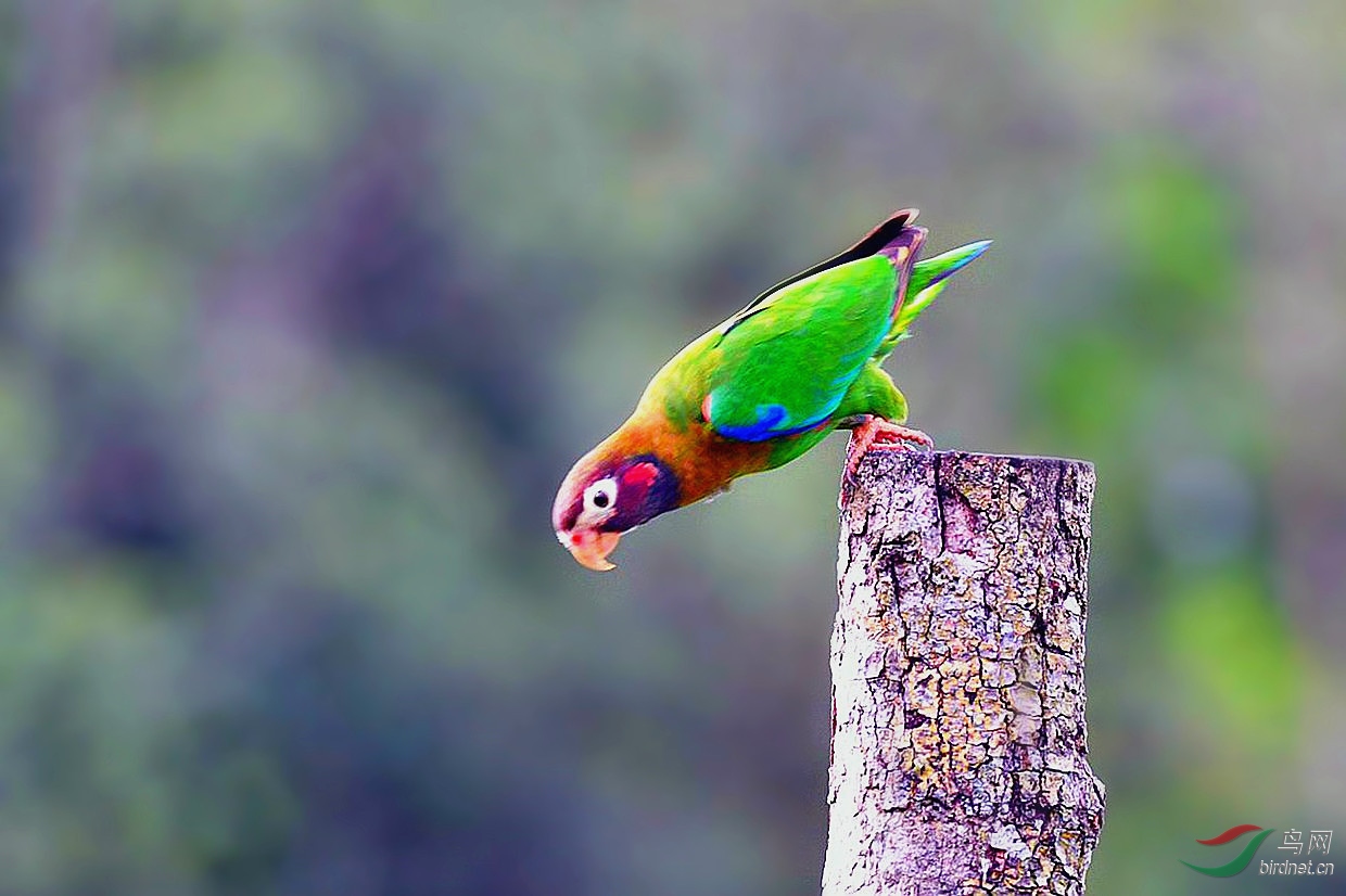 绿鹦鹉倒挂金钩